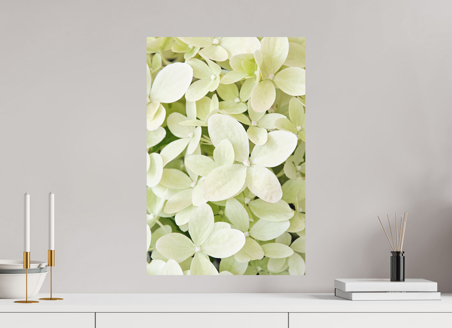 Hydrangea Paniculata