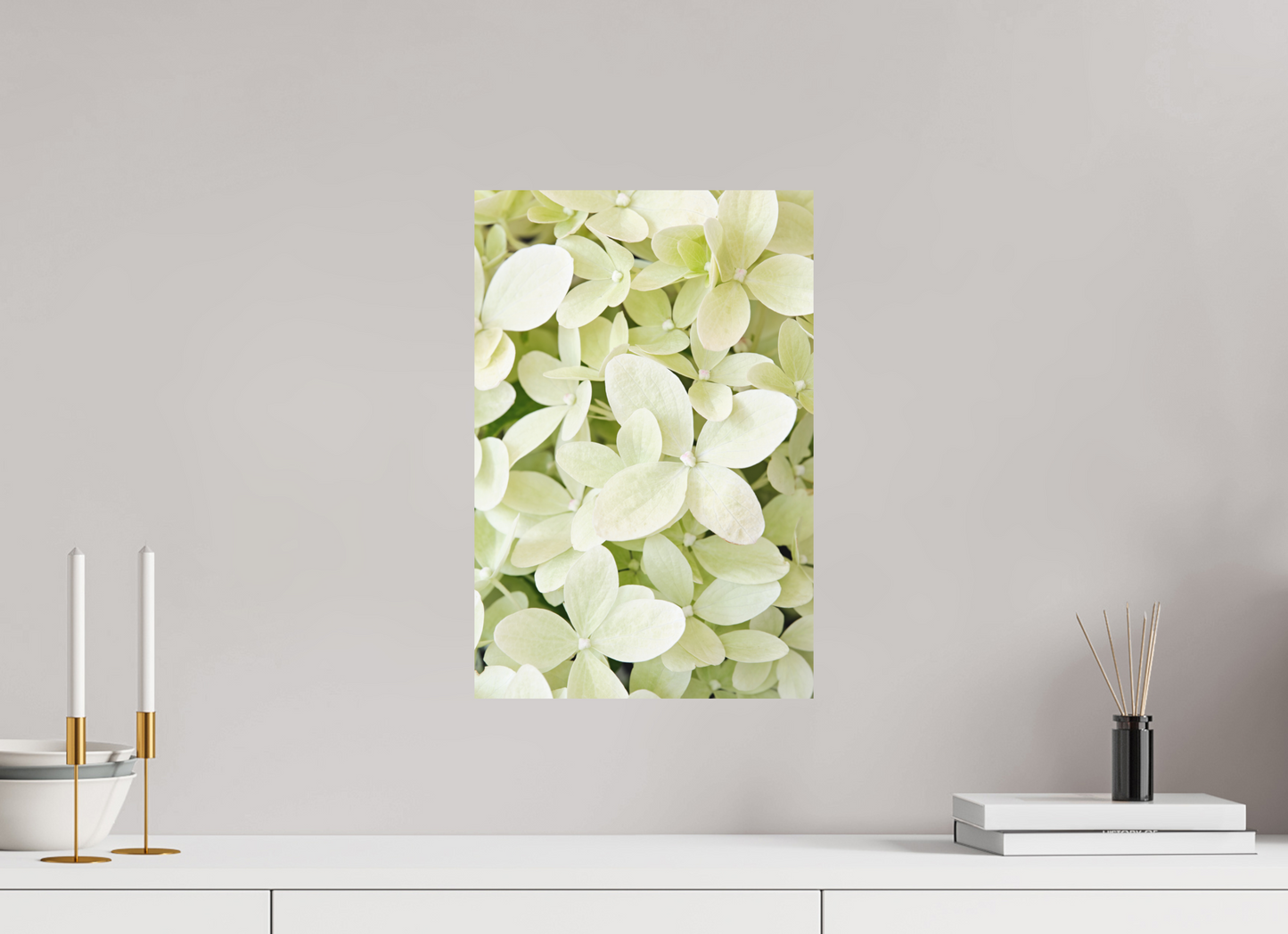 Hydrangea Paniculata