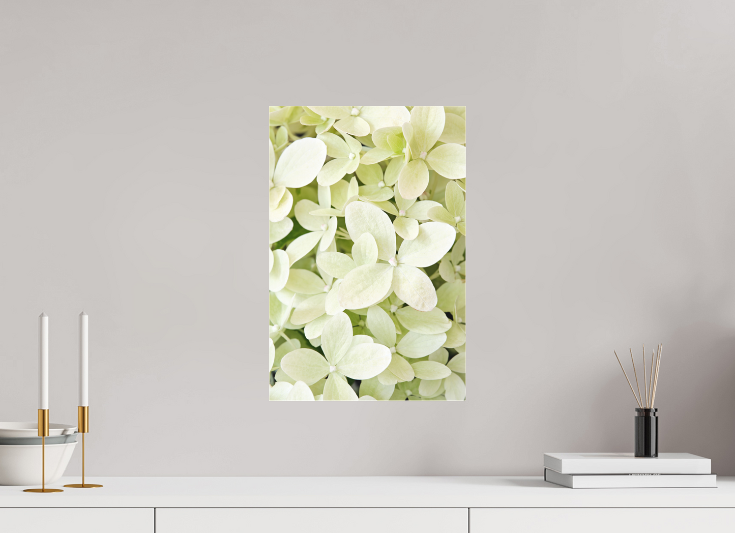 Hydrangea Paniculata
