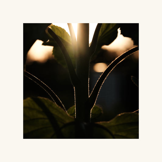 Productfoto van een kunstprint met een foto van een zonnebloem steel die verlicht is door de ondergaande zon. Warme kleuren en veel kleine details zichtbaar. De print is in diverse uitvoeringen te bestellen.