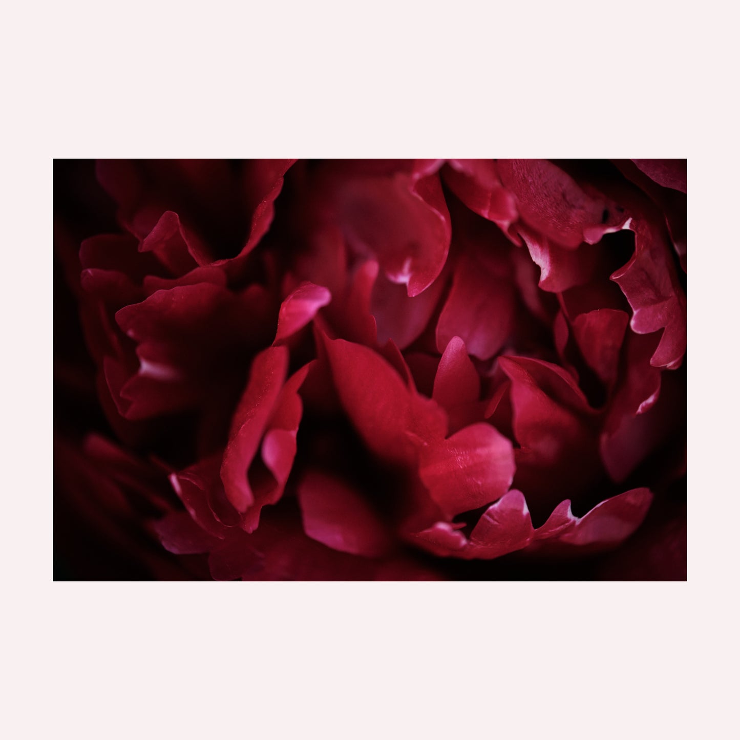 Productfoto van een kunstprint met de foto van een dieprode pioenroos. Zo ver ingezoomd op de details dat je alleen abstracte vormen ziet. De print is in diverse uitvoeringen te bestellen.