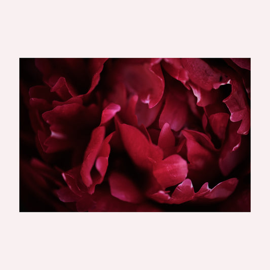Productfoto van een kunstprint met de foto van een dieprode pioenroos. Zo ver ingezoomd op de details dat je alleen abstracte vormen ziet. De print is in diverse uitvoeringen te bestellen.