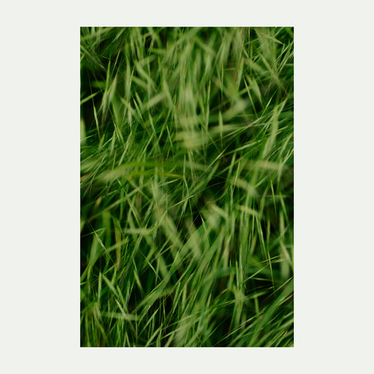 Productfoto van een kunstprint van grassen die waaien in de wind. Van bovenaf gefotografeerd voor een bijna abstract beeld.