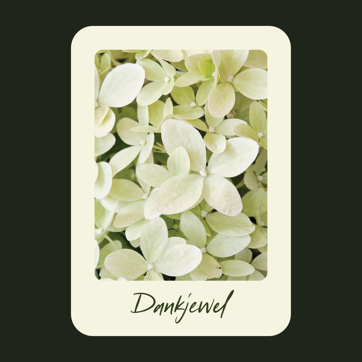 Productfoto van een wenskaart met de tekst "dankjewel" met een foto van een licht groene Hortensia.