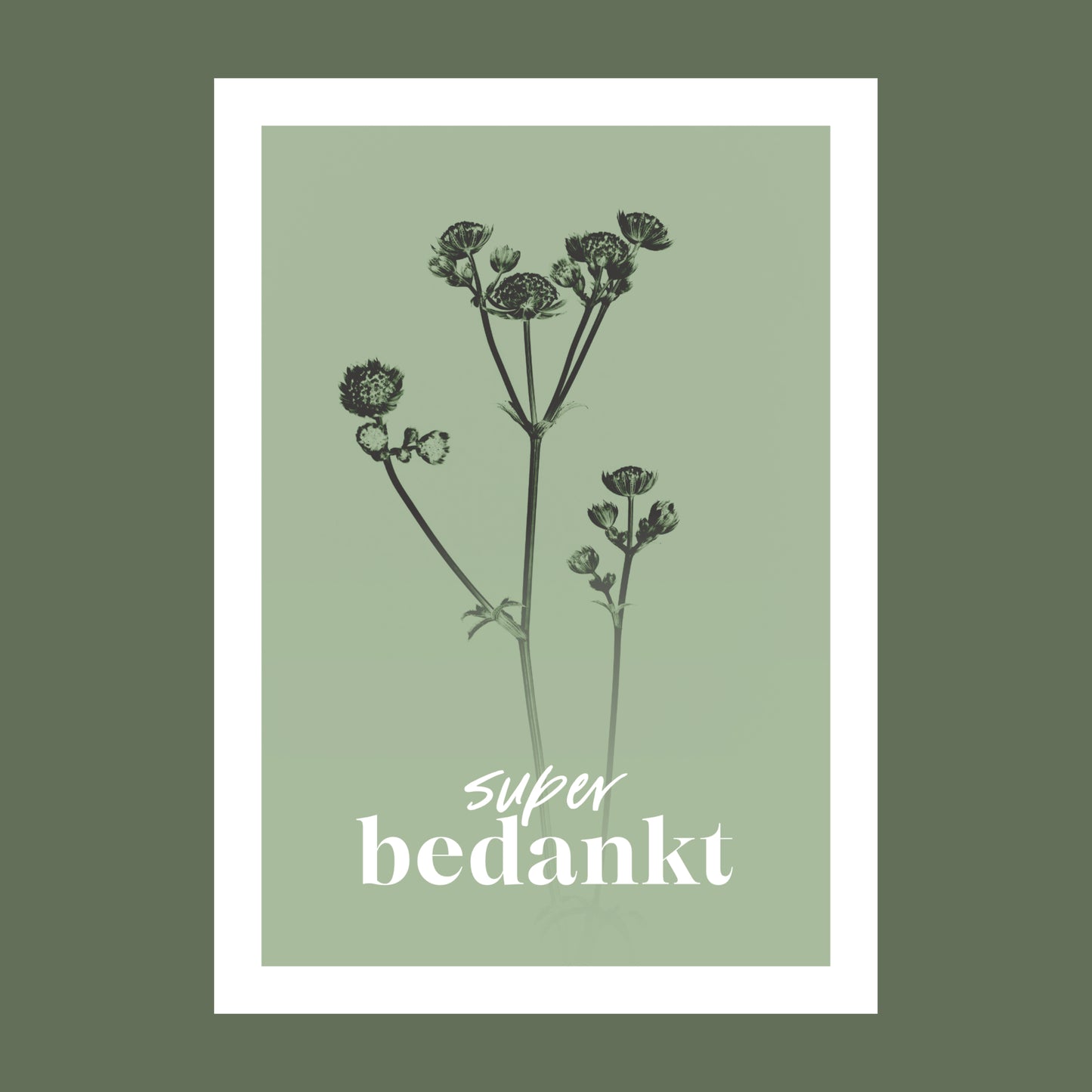 Productfoto van een bedank kaart met de tekst "super bedankt". Op de kaart een licht groene foto van een Zeeuws Knoopje in een abstracte opstelling.