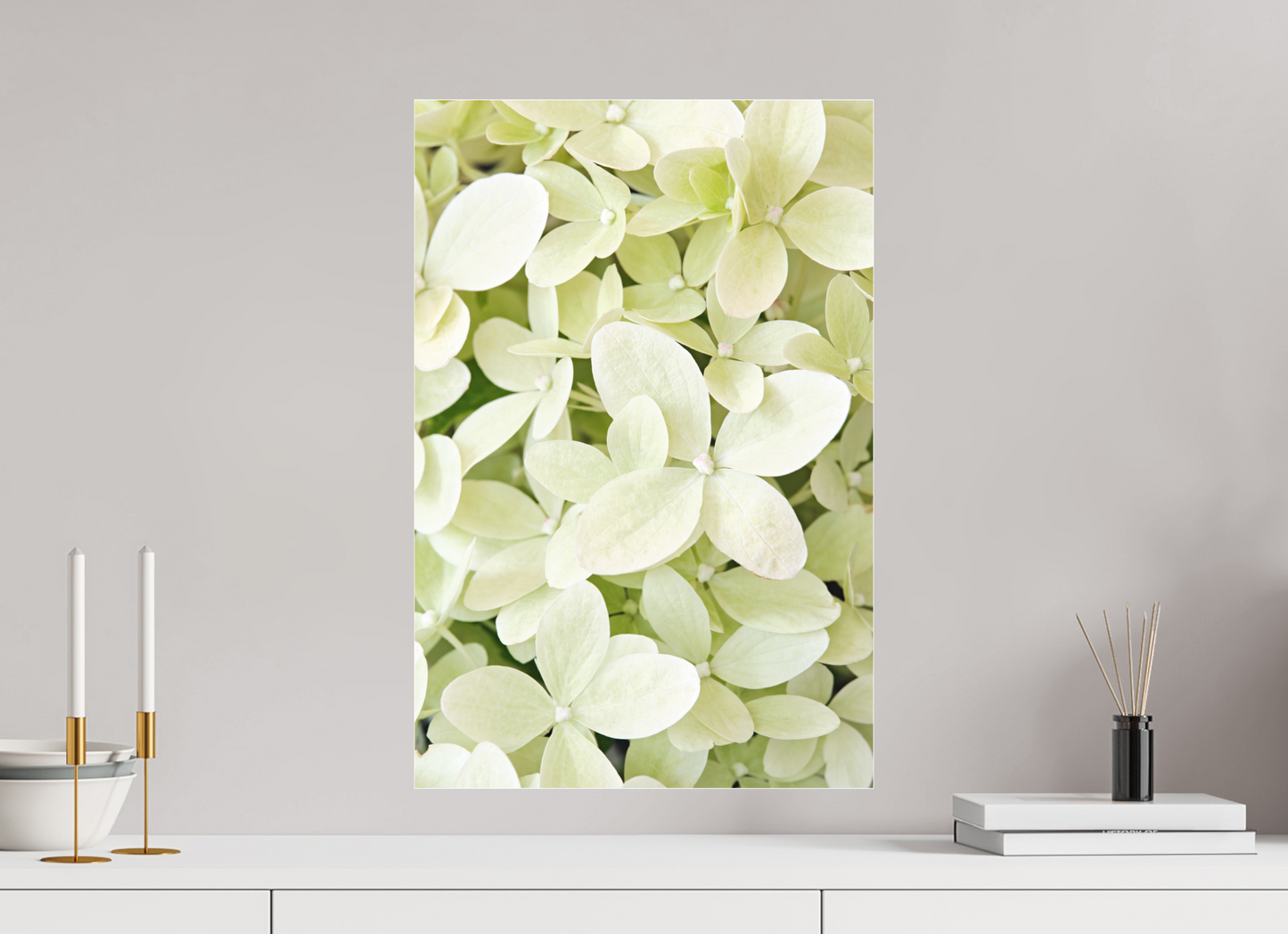 Hydrangea Paniculata