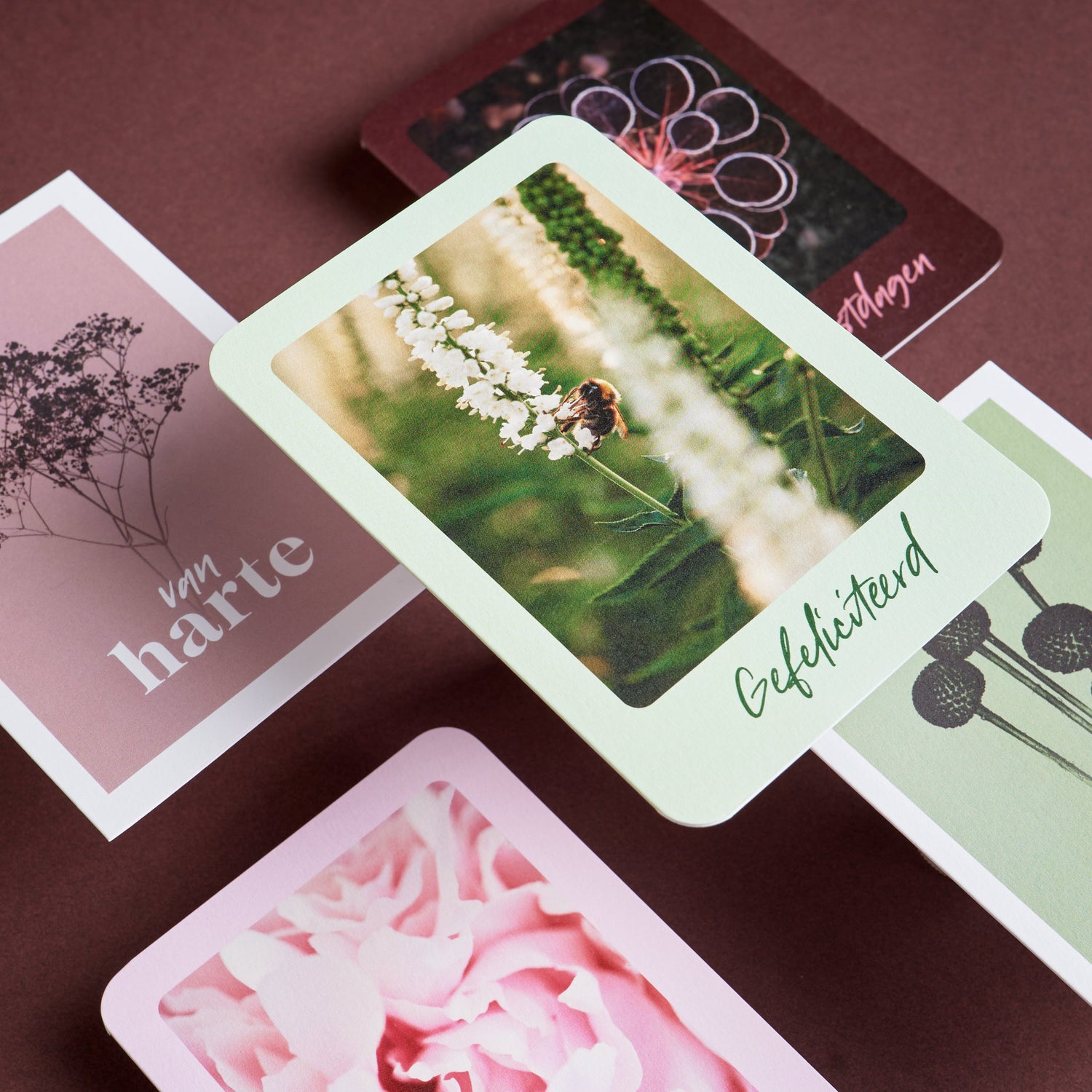 Vijf botanische wenskaarten op een bordeauxrode ondergrond, met bloemenfotografie en teksten zoals ‘Gefeliciteerd’ en ‘van harte’, in zachte pastel- en natuurtinten met afgeronde hoeken.