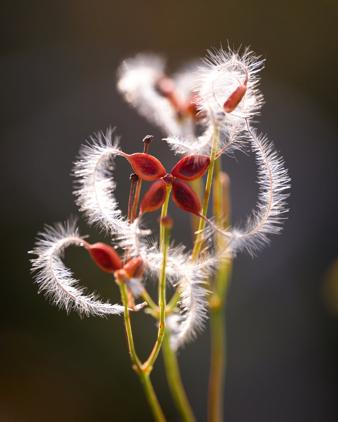 Detailfoto van żaden van een bloem.