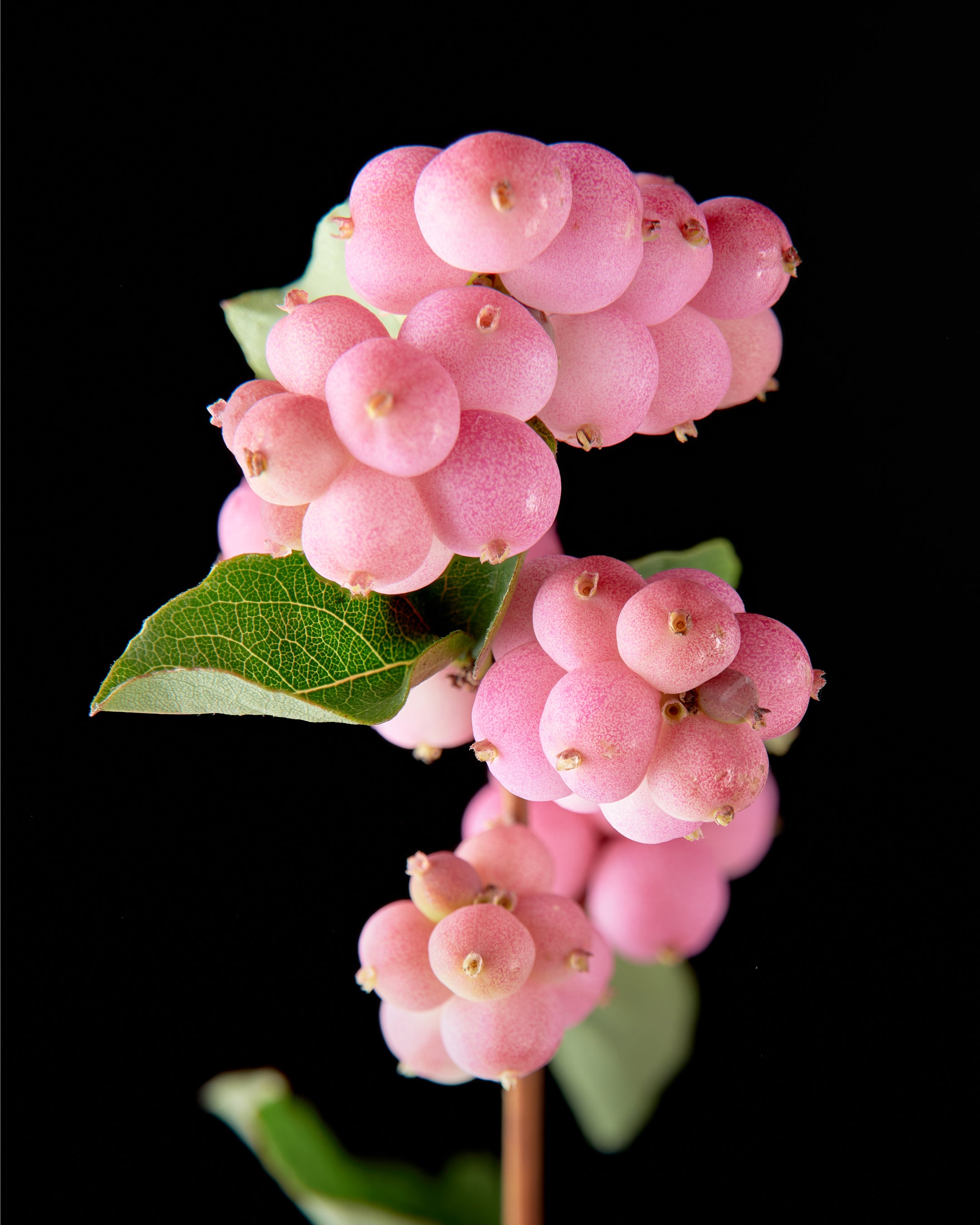 Detailopname van een roze sneeuwbes tegen een zwarte achtergrond.