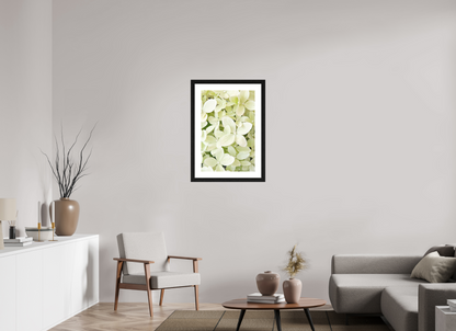 Hydrangea Paniculata
