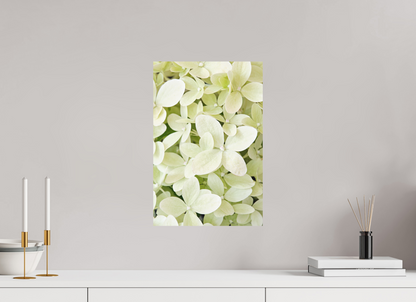 Hydrangea Paniculata