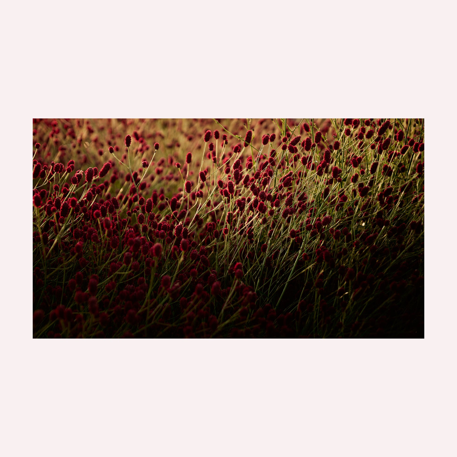 Productfoto van een kunstprint van een veld Pimpernellen bij ondergaande zon.