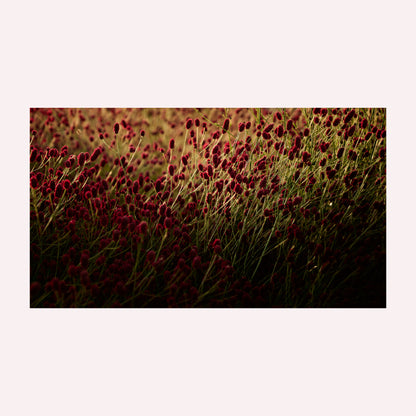 Productfoto van een kunstprint van een veld Pimpernellen bij ondergaande zon.