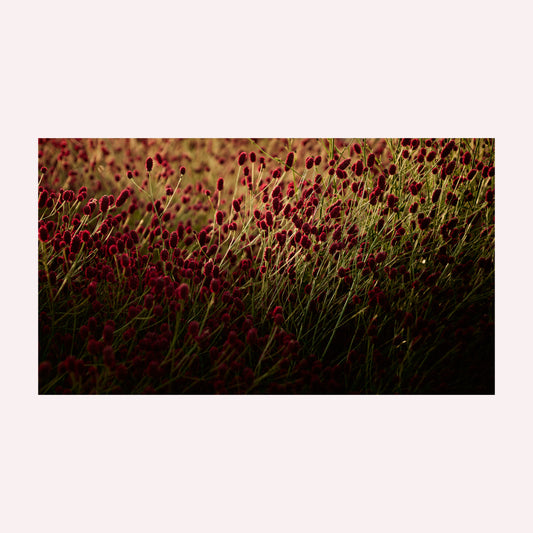 Productfoto van een kunstprint van een veld Pimpernellen bij ondergaande zon.
