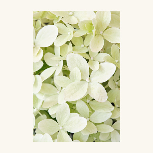 Productfoto van een licht groene Hydrangea paniculata ingezoomd op de kleine blaadjes.