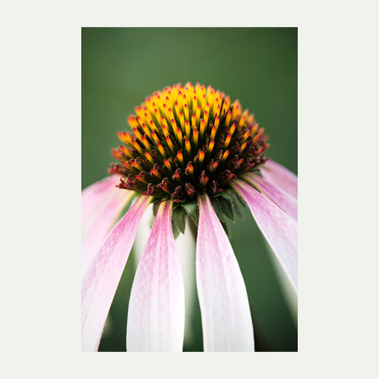 Productfoto van een Echinacea die als kunstprint te bestellen is in diverse uitvoeringen. 