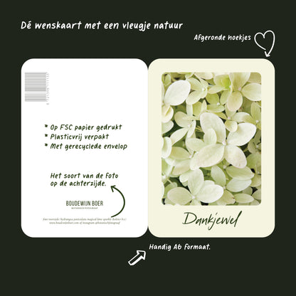 Productfoto met de unieke eigenschappen van een wenskaart met de tekst "dankjewel" met een foto van een licht groene Hortensia. 