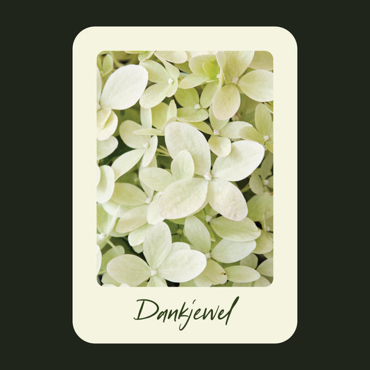 Productfoto van een wenskaart met de tekst "dankjewel" met een foto van een licht groene Hortensia. 