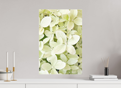 Hydrangea Paniculata