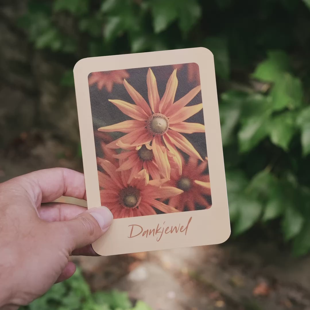 Productvideo van een botanische wenskaart met de tekst "dankjewel" met een foto van een Zonneoog. Opgenomen een Franse tuin.
