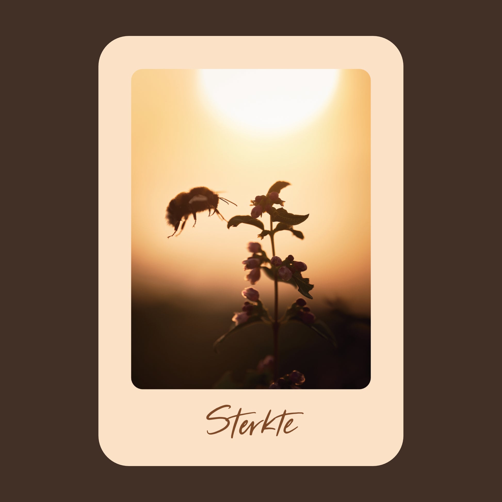 Productfoto van een wenskaart met de tekst "sterkte" met een foto van een sneeuwbes bij ondergaande zon en een hommel die landt op de besjes.