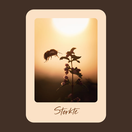 Productfoto van een wenskaart met de tekst "sterkte" met een foto van een sneeuwbes bij ondergaande zon en een hommel die landt op de besjes.
