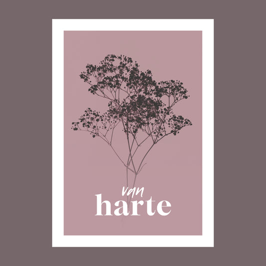 Productfoto van een verjaardagskaart met de tekst "van harte". Op de kaart een oud roze foto van Gipskruid in een abstracte opstelling. 