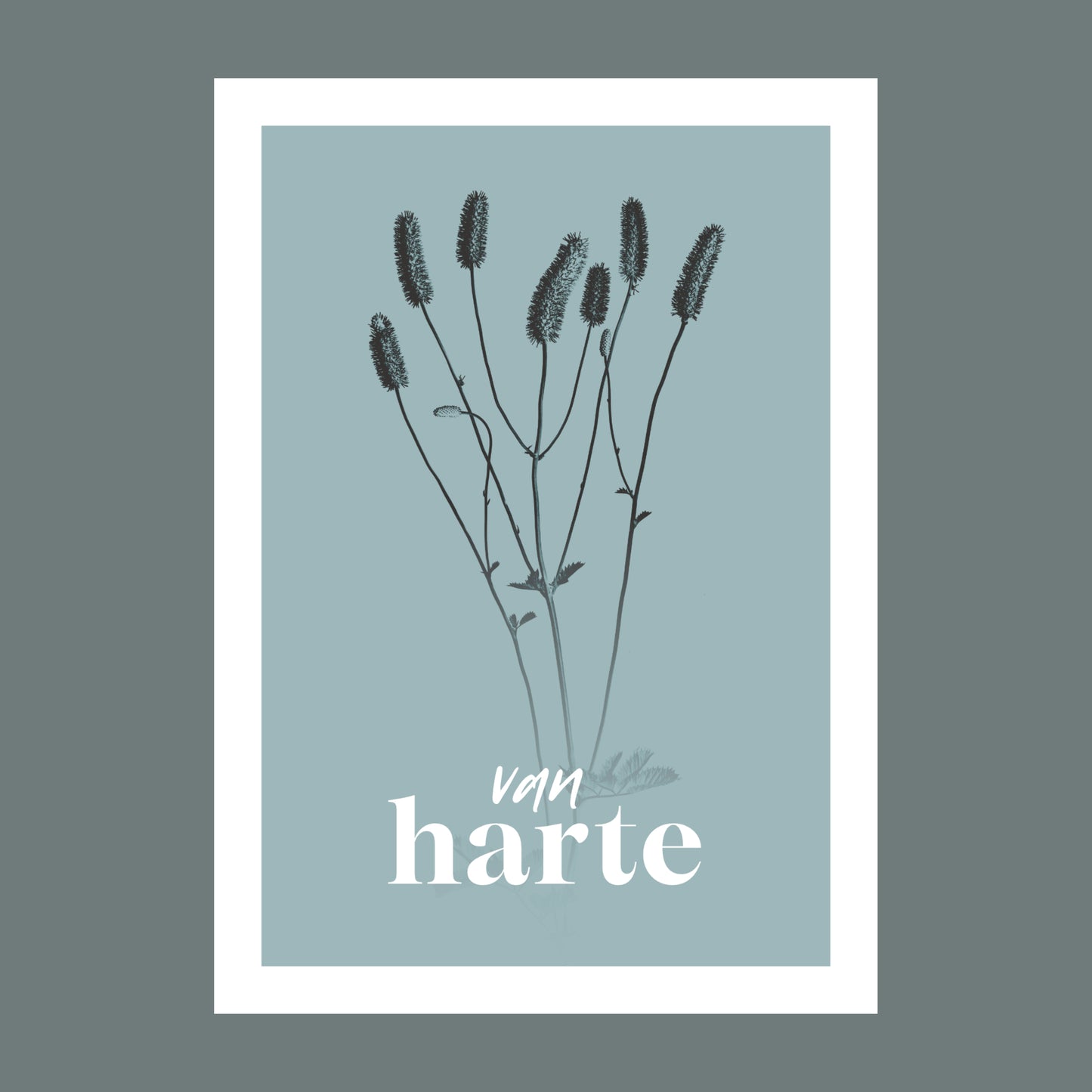 Productfoto van een verjaardagskaart met de tekst "van harte". Op de kaart een licht blauwe foto van een Pimpernel in een abstracte opstelling. 