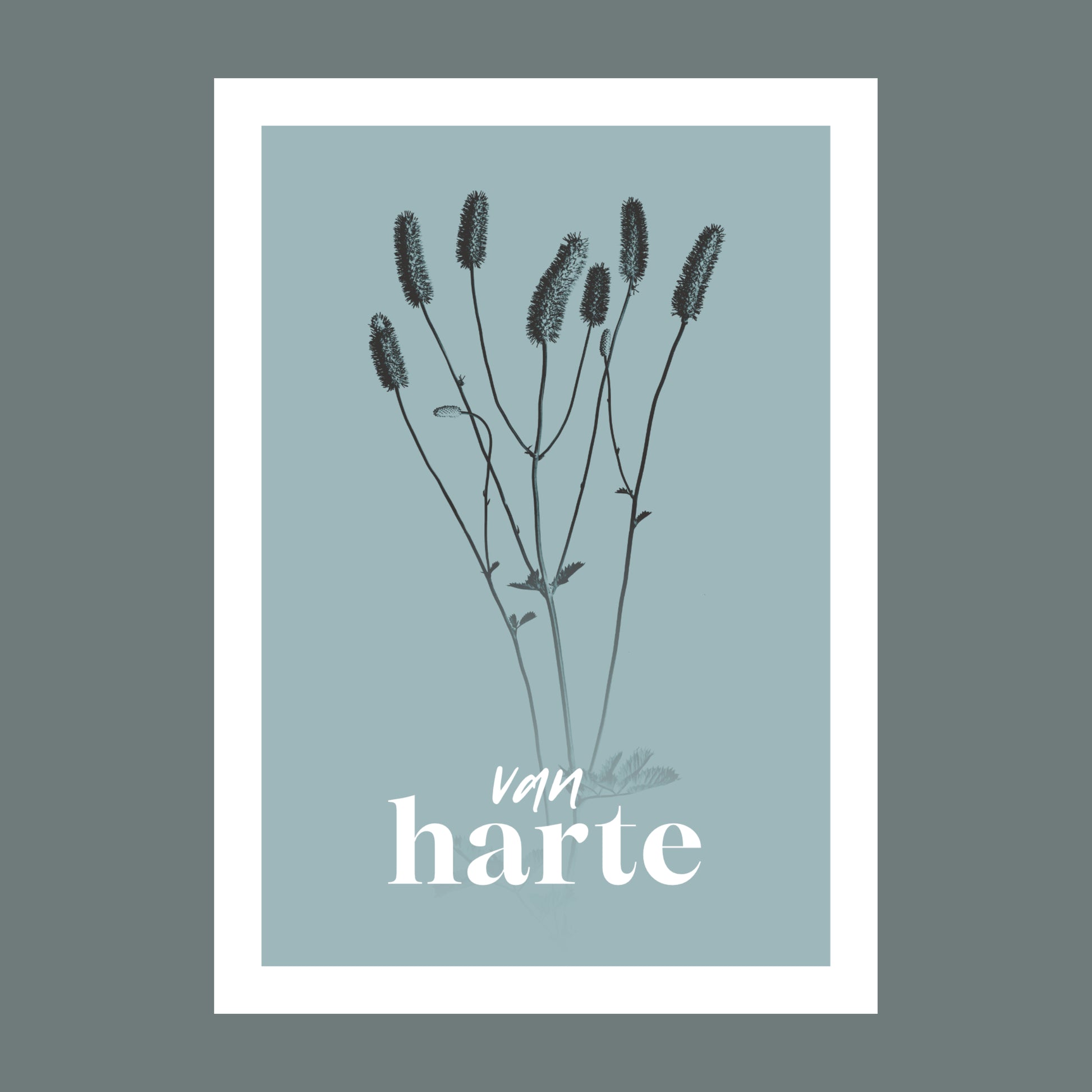 Productfoto van een verjaardagskaart met de tekst "van harte". Op de kaart een licht blauwe foto van een Pimpernel in een abstracte opstelling. 