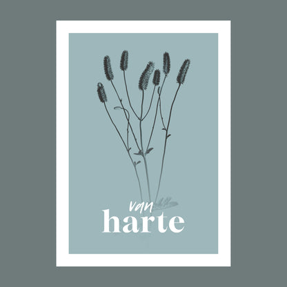 Productfoto van een verjaardagskaart met de tekst "van harte". Op de kaart een licht blauwe foto van een Pimpernel in een abstracte opstelling. 