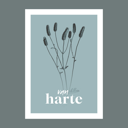 Productfoto van een verjaardagskaart met de tekst "van harte". Op de kaart een licht blauwe foto van een Pimpernel in een abstracte opstelling. 