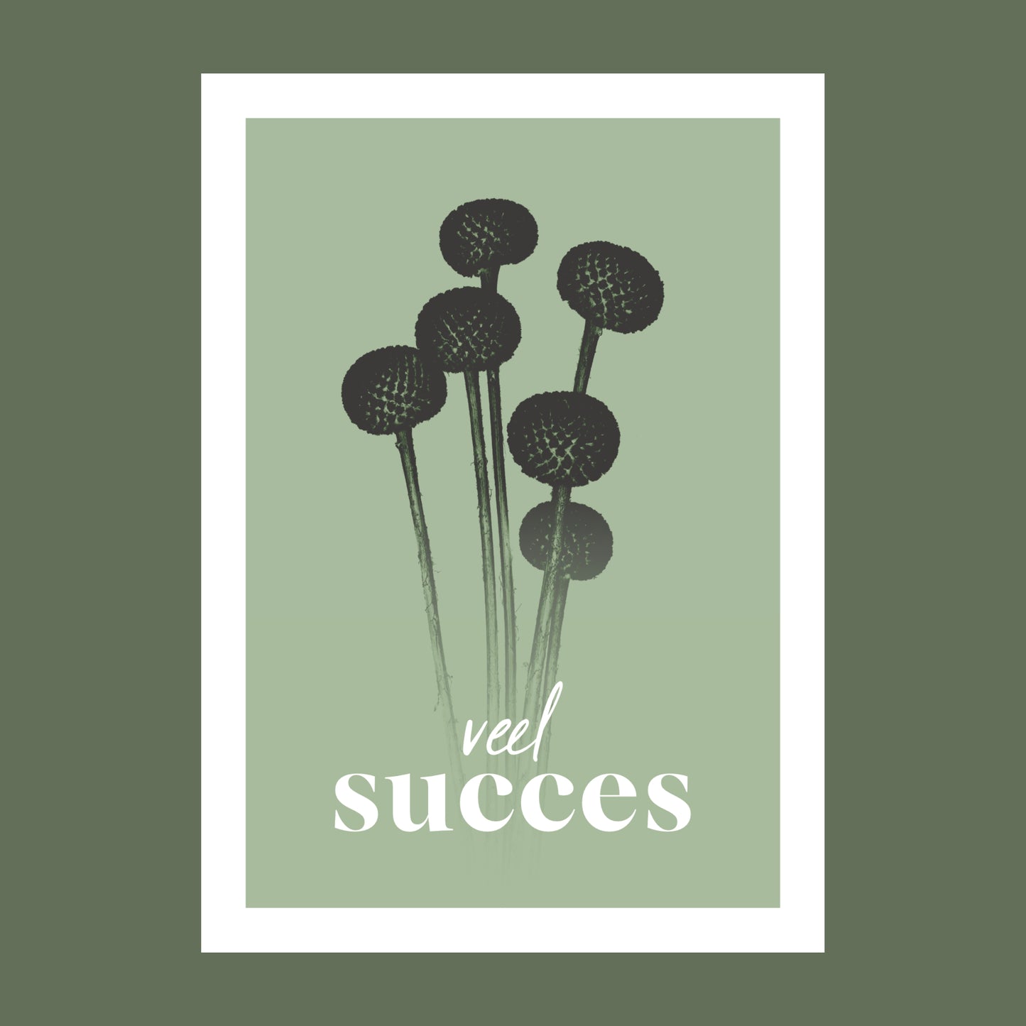 Productfoto van een wenskaart met de tekst "veel succes". Op de kaart een licht groene foto van Craspedia's in een abstracte opstelling. 